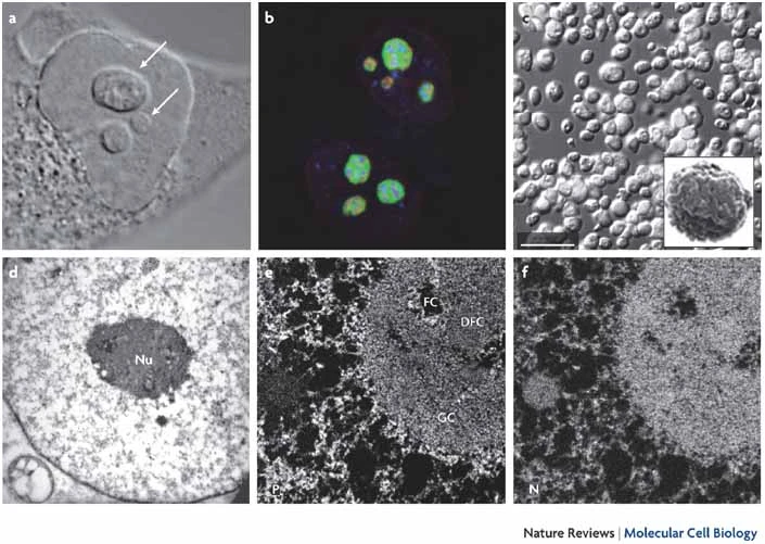 nucleolus.png